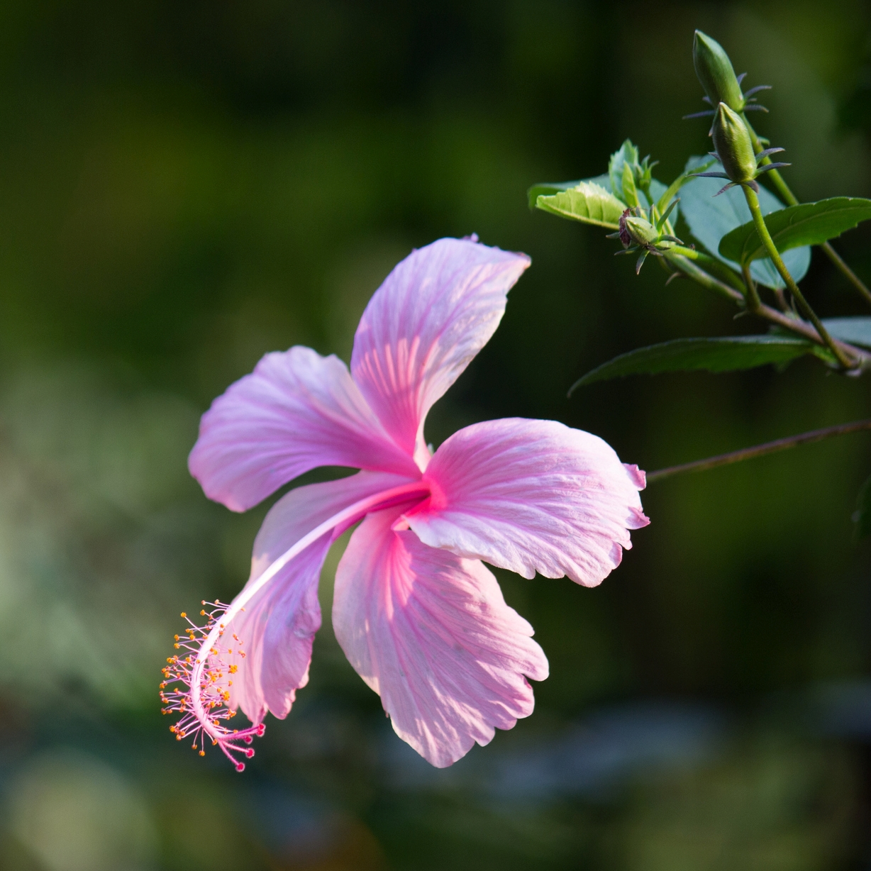 Hibiscus rosa-sinensis captured in Fairchild Botanical Gardens, Miami, FL